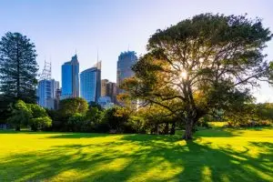 Tree Management Plans