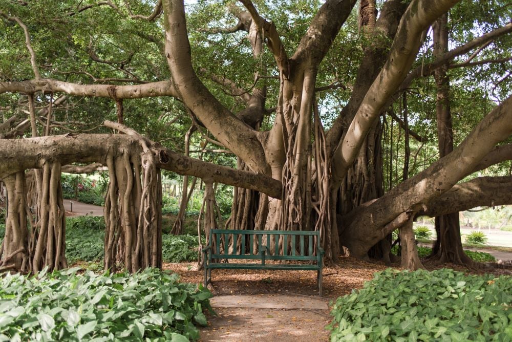 Park Trees