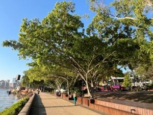 South Bank Tree Management